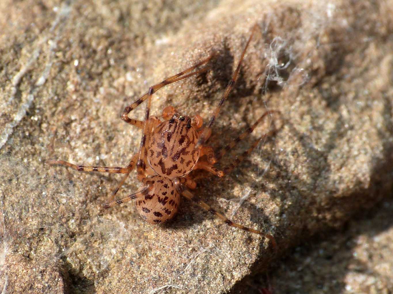 Scytodes thoracica (maschio) - Tolfa (RM)